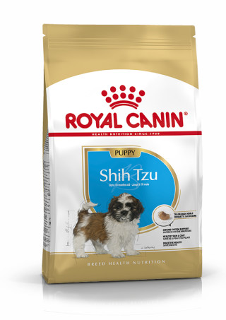 Shih Tzu Puppy
